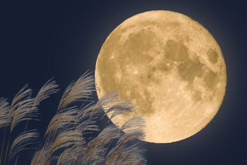 秋の満月の夜とススキの穂｜十五夜イメージ © kasa