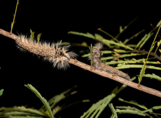Fototapeta premium two hairy caterpillars on a branch eating leaves