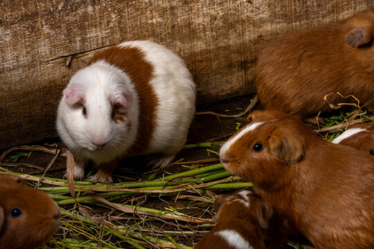 Peruvian guinea pig farm, Peruvian guinea pig starts alfalfa in its corral. domesticated guinea pig for livestock.