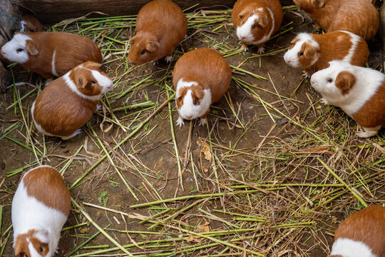 Peruvian guinea pig farm, Peruvian guinea pig starts alfalfa in its corral. domesticated guinea pig for livestock.