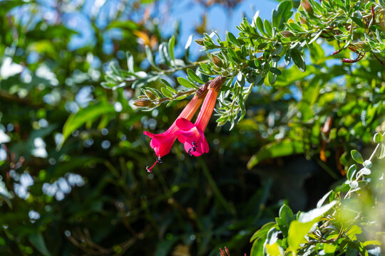beautiful violet cantuta flower, national flower of peru. La flor sagrada de los incas, cantu, cantuta, ccantu,flor del inca, jinilla, ccantuta, ccelmo.