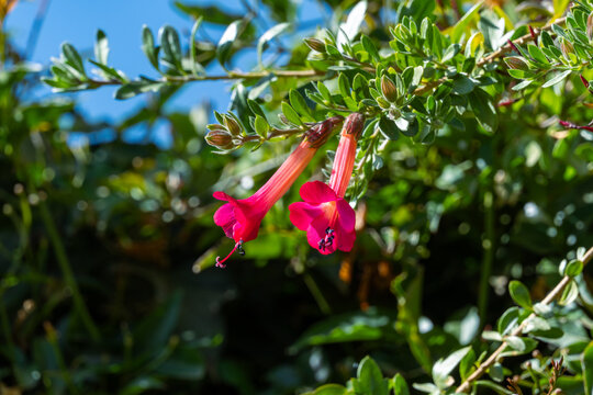 beautiful violet cantuta flower, national flower of peru. La flor sagrada de los incas, cantu, cantuta, ccantu,flor del inca, jinilla, ccantuta, ccelmo.