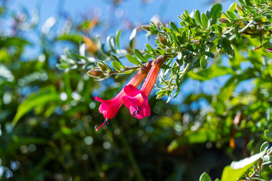 beautiful violet cantuta flower, national flower of peru. La flor sagrada de los incas, cantu, cantuta, ccantu,flor del inca, jinilla, ccantuta, ccelmo.