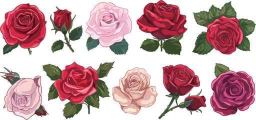 set of rose flower illustrations in color style isolated on white