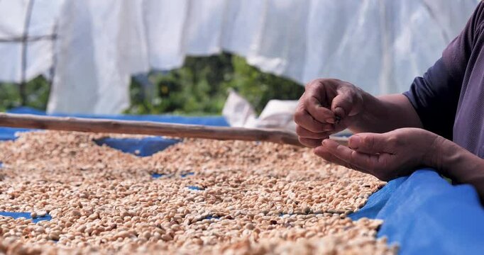 Close up Hand with Raw coffee beans heap dry green seed. Farmer's hands selected waste rod unroasted grain in eco farm. Arabica farm plant coffee bean agriculture objects. Sun dried Fresh black coffee