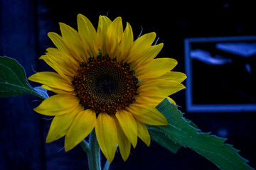 Evening Sunflower