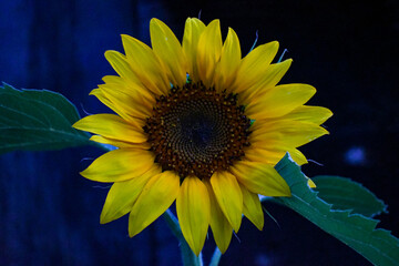 Close Up of Evening Sunflower