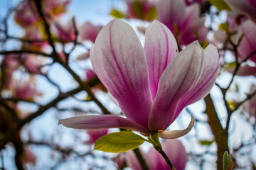 Valley Flower in Bloom