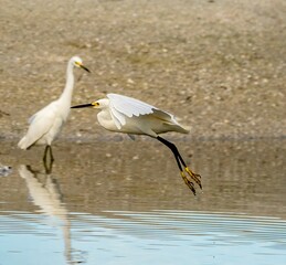 Egret in flight