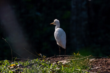 Birds in the wild are beautiful and colorful birds that are different from birds raised in captivity.

