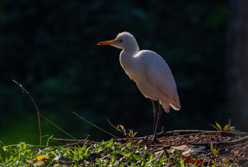 Birds in the wild are beautiful and colorful birds that are different from birds raised in captivity.
