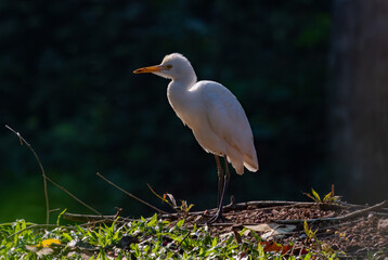 Birds in the wild are beautiful and colorful birds that are different from birds raised in captivity.

