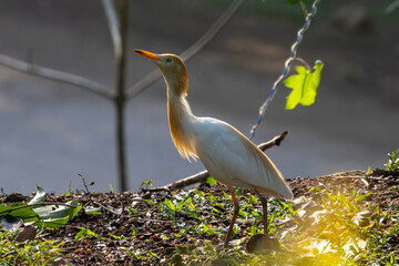 Birds in the wild are beautiful and colorful birds that are different from birds raised in captivity.
