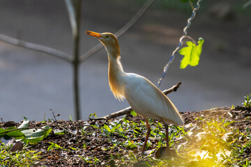 Birds in the wild are beautiful and colorful birds that are different from birds raised in captivity.
