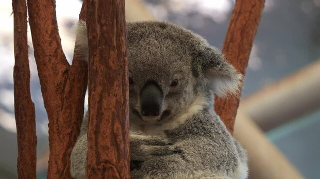 Koala (phascolarctos cinereus) resting and daydreaming on the fork of the tree, wondering around the surroundings, staring at the camera, close up shot of native Australian wildlife species.