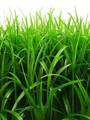 Obraz premium A close-up image of dense, vibrant green grass blades, creating a lush and fresh appearance. The grass is healthy, with each blade standing tall, bathed in bright light.