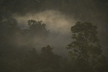 In the heart of a lush tropical rainforest, the misty fog envelops the vibrant green landscape, offering a serene view of nature's majestic trees and serene beauty.