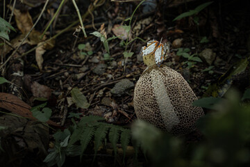 In the tranquil forest, a butterfly flits among the mushrooms, creating a picturesque background that embodies the serene harmony of nature.