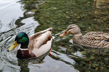 A Mallard and Hen float together in the Pristine Lake Crescent, Washington. High quality photo