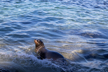 Obraz premium A sea lion rests in the sun in shallow water in La Jolla Cove near San Diego. High quality photo