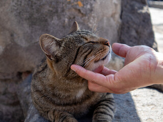 A sweet Stray Cat Receives a Chin Scratch in Pompeii, Italy. High quality photo