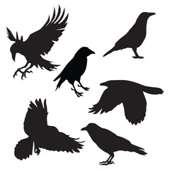 Raven Crow Birds Vector illustration Set Bundle
