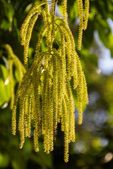 Quercus acutissima in spring, small hanging flowers on tree trunk