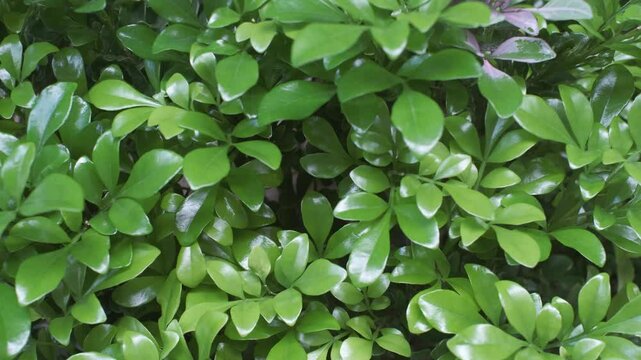Tropical green leaves close-up, texture and abstract natural background.