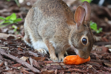 Brown rabbit eating a carrot in the garden close up