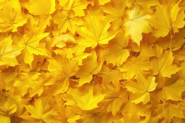 Fallen yellow maple leaves background. Outdoor autumn scene for seasonal use