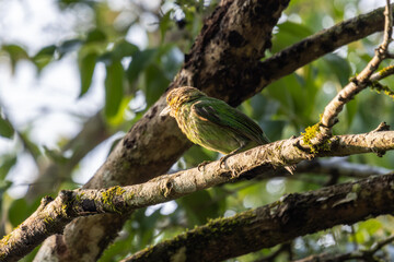 Birds in the wild are beautiful and colorful birds that are different from birds raised in captivity.
