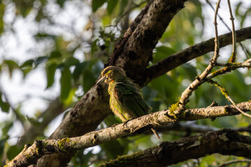 Birds in the wild are beautiful and colorful birds that are different from birds raised in captivity.