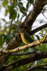 Birds in the wild are beautiful and colorful birds that are different from birds raised in captivity.