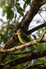Birds in the wild are beautiful and colorful birds that are different from birds raised in captivity.