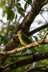 Birds in the wild are beautiful and colorful birds that are different from birds raised in captivity.