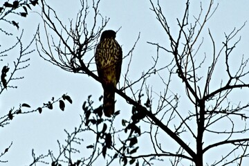 Coopers Hawk resting in an old Elm Tree in Canyon, Texas in the panhandle near Amarillo!