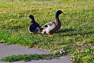 Mallard Ducks at South East City park in Canyon, Texas in the -panhandle!