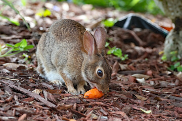 Rabbit eating a carrot in the garden