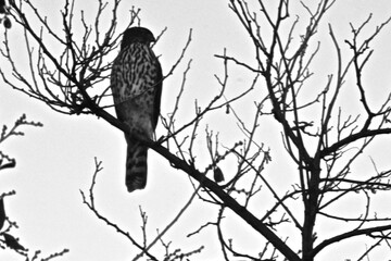 Coopers Hawk resting in an old Elm Tree in Canyon, Texas in the panhandle near Amarillo!