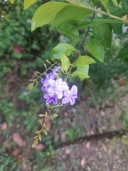 Auspicious plants that should be planted to decorate the house Because it will help bring light to...