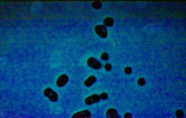 Bacteria in a drop of water!