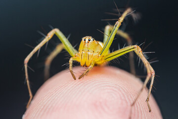 Yellow Striped Lynx Spider on human skin.