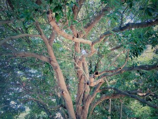 大木　美しい　夏　枝

