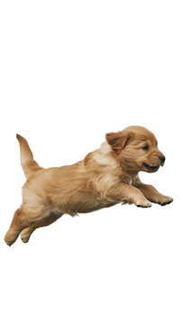 Recorte sin fondo del cuerpo entero de un cachorro golden retriever saltando alegre un obstaculo de lado reescalado 8k