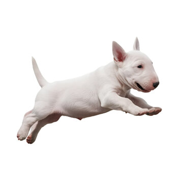Recorte sin fondo del cuerpo entero de un cachorro bull terrier saltando alegre un obstaculo de lado reescalado 8k