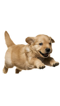 Recorte sin fondo del cuerpo entero de un cachorro golden retriever saltando alegre un obstaculo de lado reescalado 8k