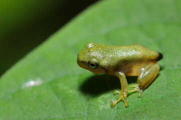 青葉上に尾部の残る幼いアマガエル（自然光＆ストロボ・マクロレンズ接写）
