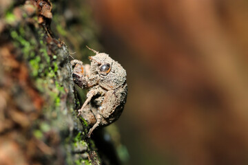 樹木の幹にニイニイゼミの抜け殻（自然光＆ストロボ・マクロレンズ接写）