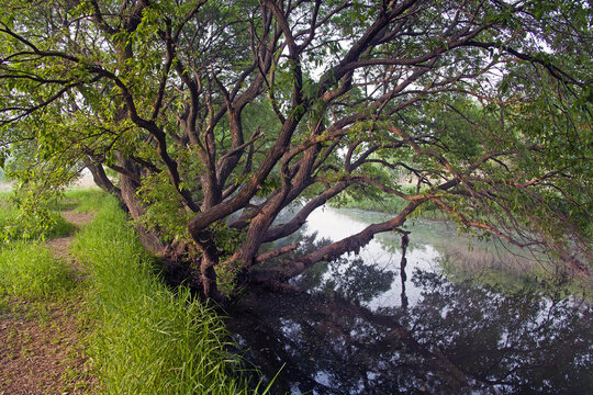 Morning view of grass and Red Leaf Willow(Salix chaenomeloides Kimura) with branch and leaf besides water at Upo wetland of Yueo-myeon near Changnyeong-gun, South Korea
