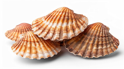 Obraz premium Fresh raw scallops in their shells centered on a plain white background Realistic High detail Digital painting , high resolution DSLR, 8K , high-resolution, photographic style, high detailed, close-up